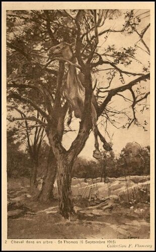 Cheval dans un arbre, St Thomas (6 septembre 1915)