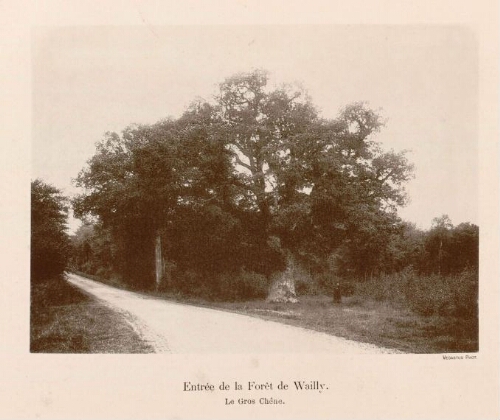 Entrée de la forêt de Wailly : le gros chêne. - Vedastus phot.