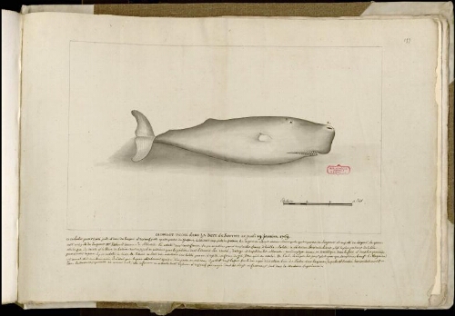 Cachalot pêché dans la baie de Somme le jeudi 19 janvier 1769